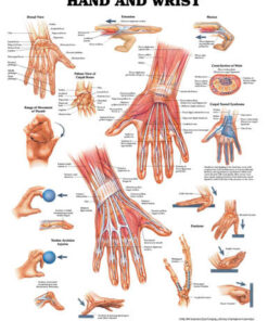 The Hand & Wrist Chart