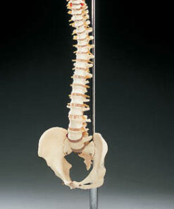Vertebral Column - Model